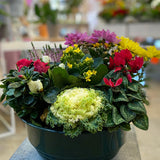 Composition of Plants