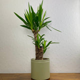 Yucca