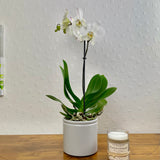 Orchid