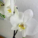 Orchid