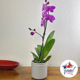 Orchid