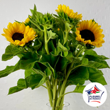 Brassée de Tournesols