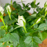 rosebush