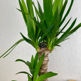 Yucca