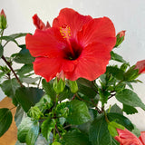 Hibiscus
