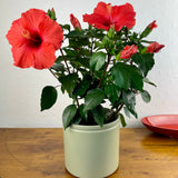 Hibiscus