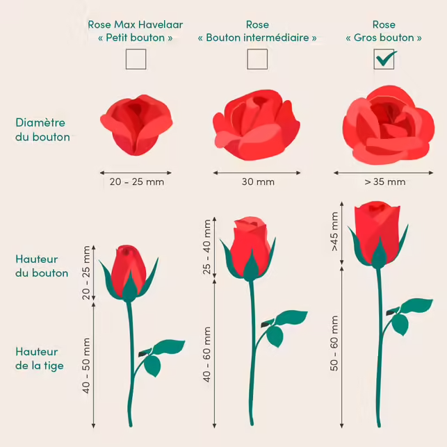 Bouquet de Roses (Gros Boutons)